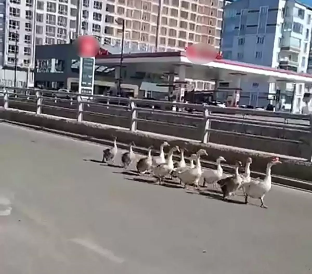 Sivas\'ta Trafikte Kaz Geçidi