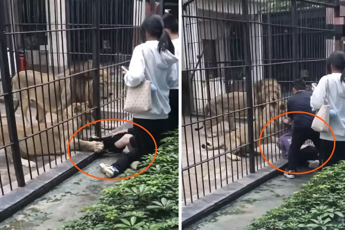 Çin\'de dehşet anları: Aslan 10 yaşındaki kızın bacağını yakaladı
