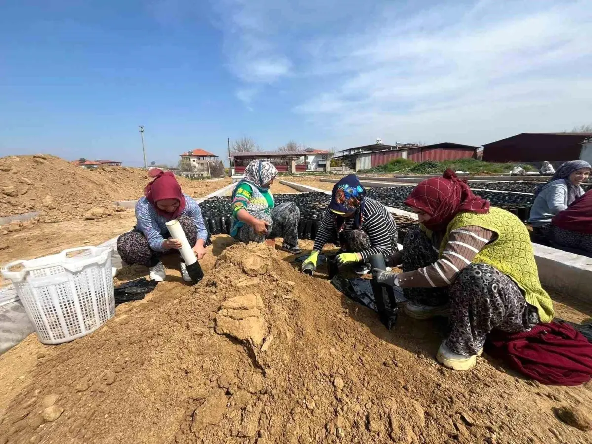 Sarıgöl\'de Fidan Üretiminde Hedef 700 Bin