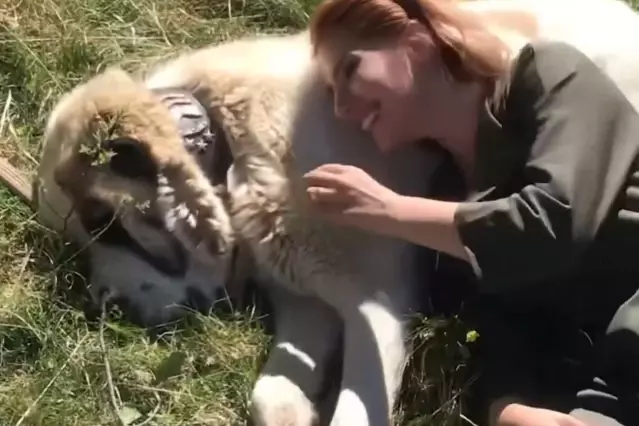 Köpeği seviyordu, sonu faciayla bitti