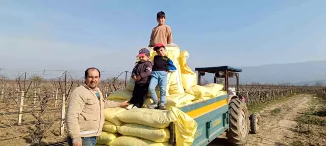 Sarıgöl’de Üzüm Bağlarında Kış Gübresi Çalışmaları Başladı