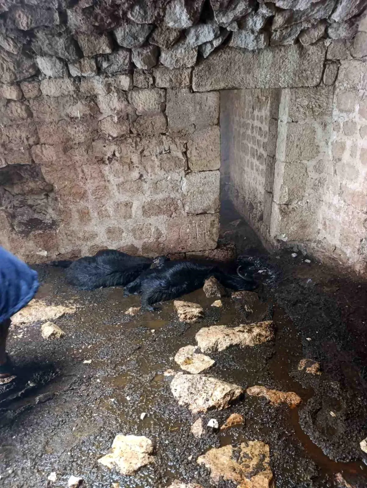 Tarsus\'ta Yıldırım Düşmesi: 5 Hayvan Telef Oldu