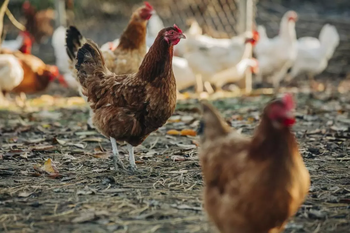 Ülkeyi sarsan skandal! Tavuklara cinsel saldırıda bulunan şüpheliye 3 yıl hapis