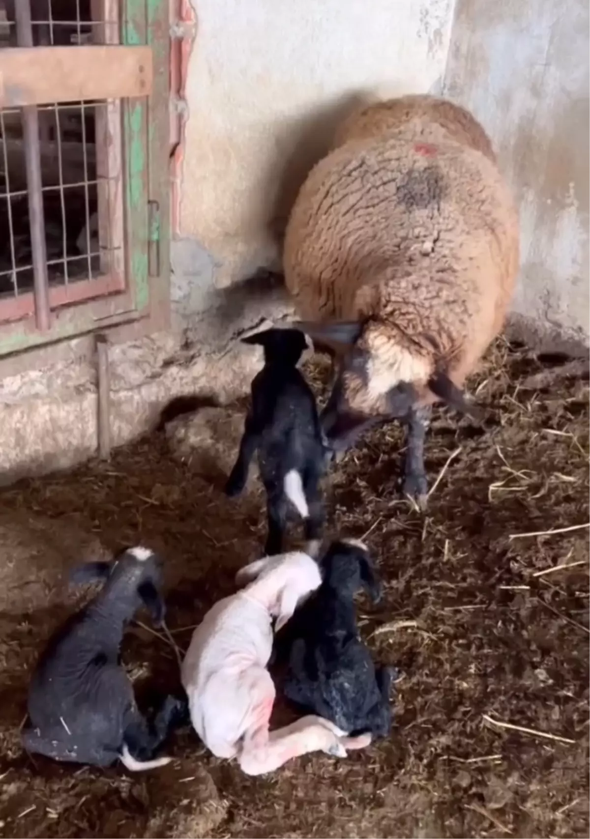 Enez\'de Koyun 4 Kuzu Yavruladı