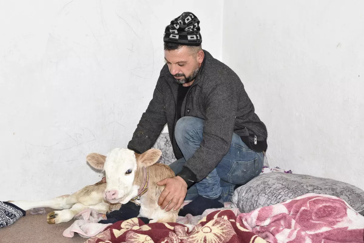 Tatvan\'da Aile Buzağıyı Eve Aldı