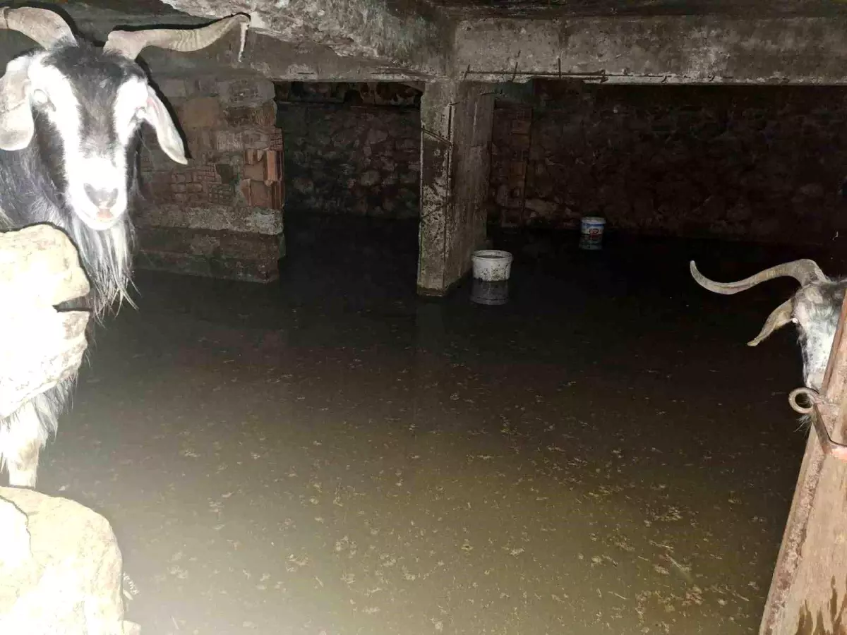 Bingöl\'de Sel, 12 Keçi Kurtarıldı