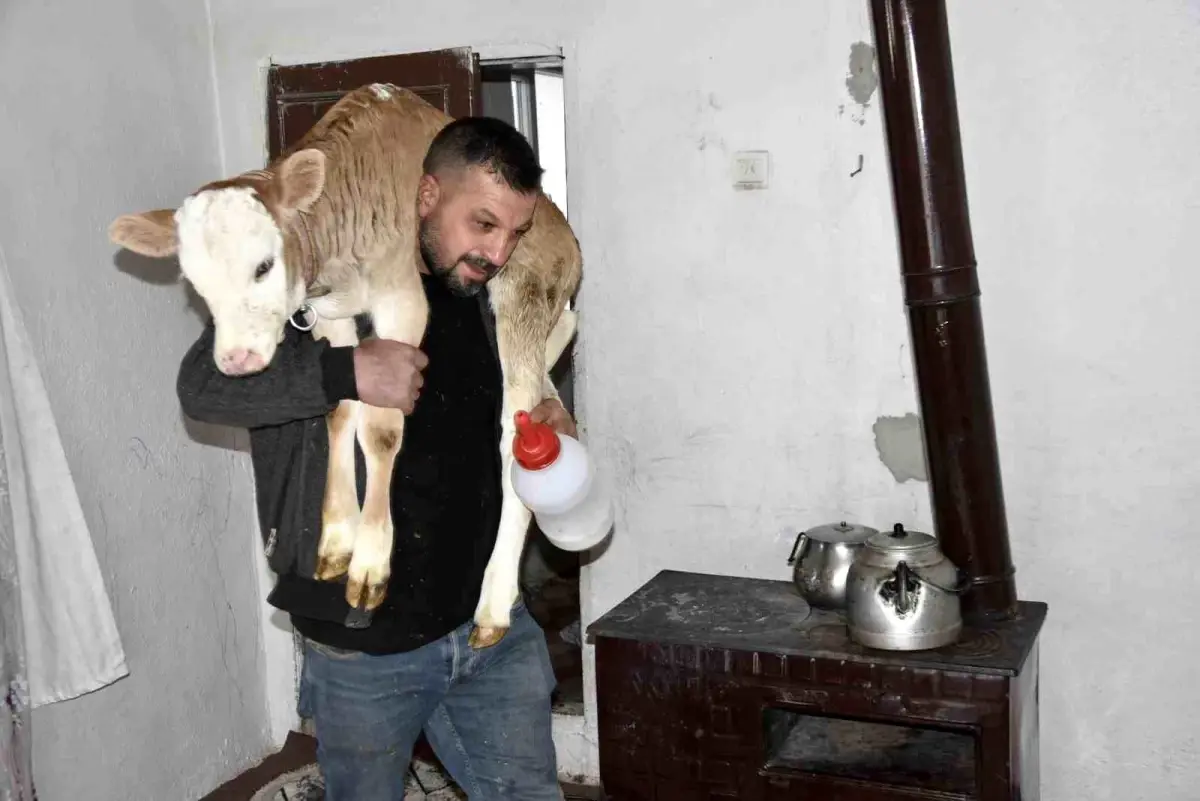 Hasta Buzağı Eve Alındı