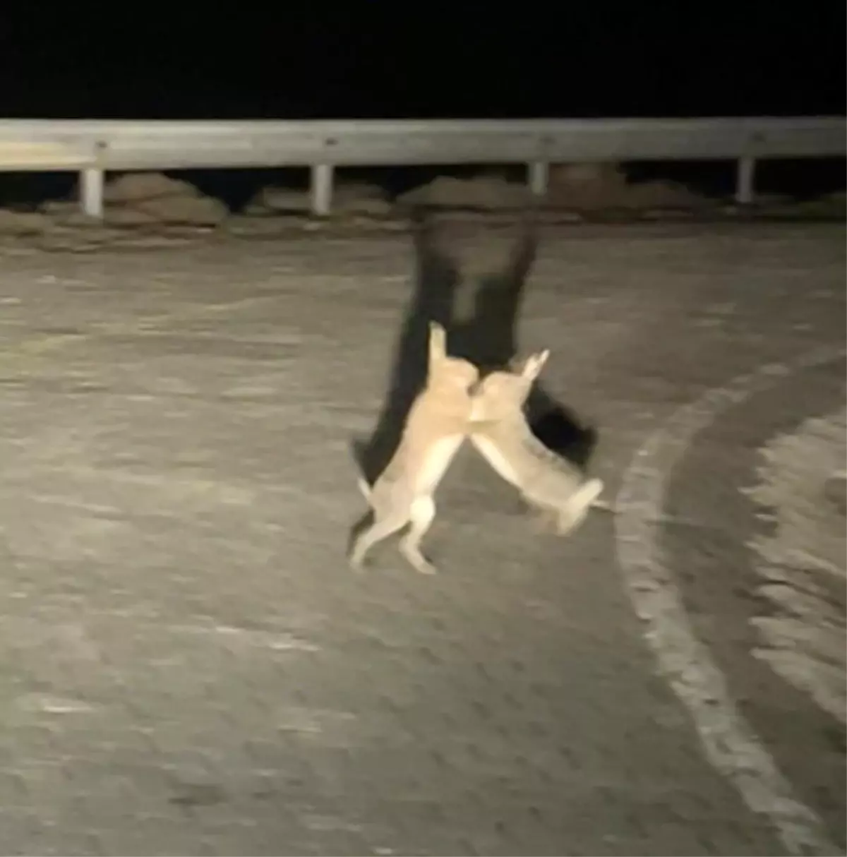 Gökçeada’da Tavşan Kavgası