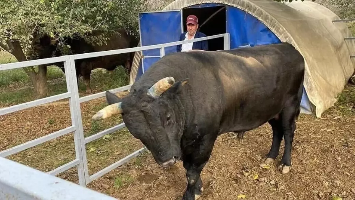 Aydın\'da boğanın saldırdığı besici yoğun bakımda