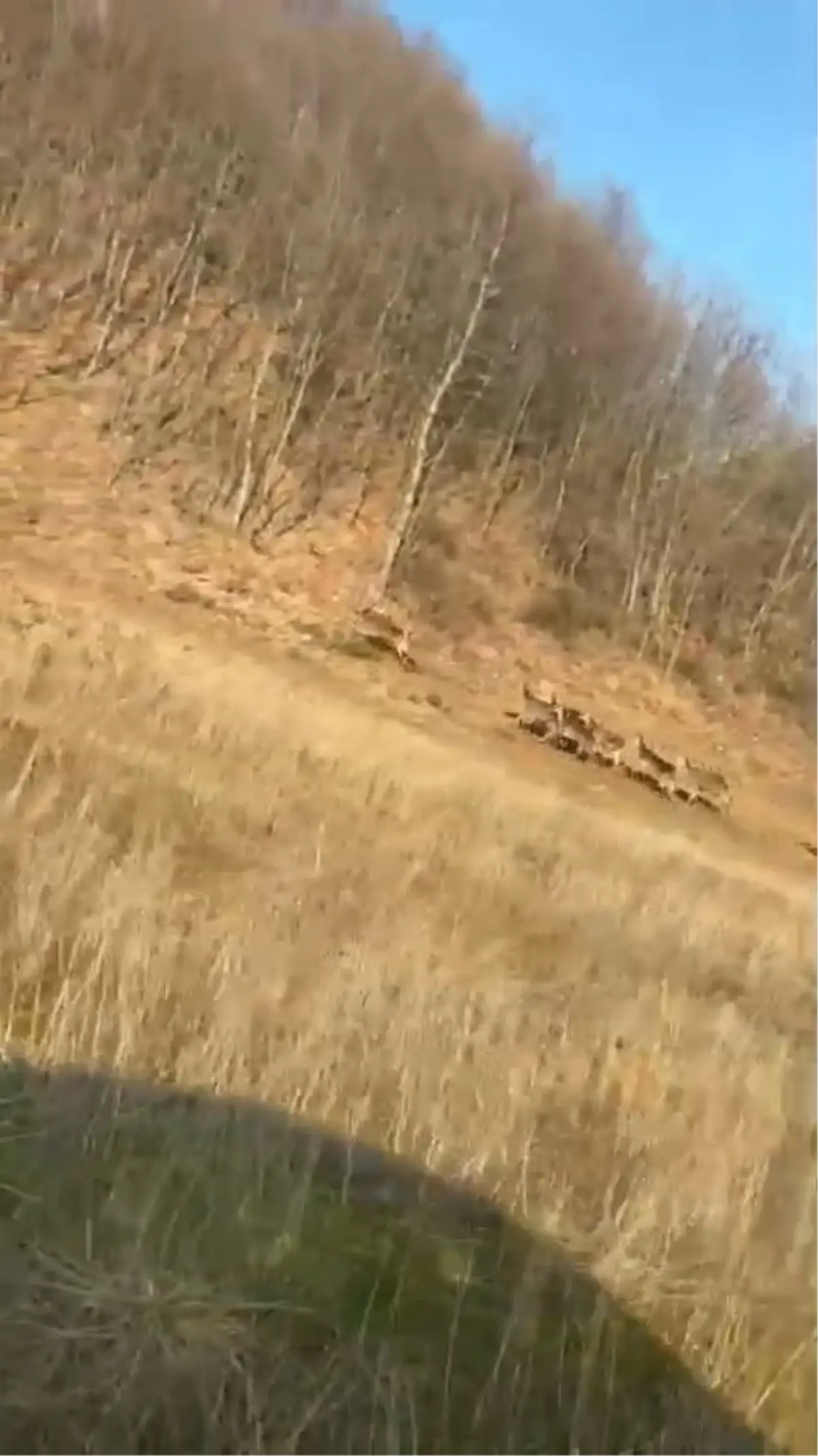 İnegöl\'de Araç Sürücüleri Geyiklerle Karşılaştı