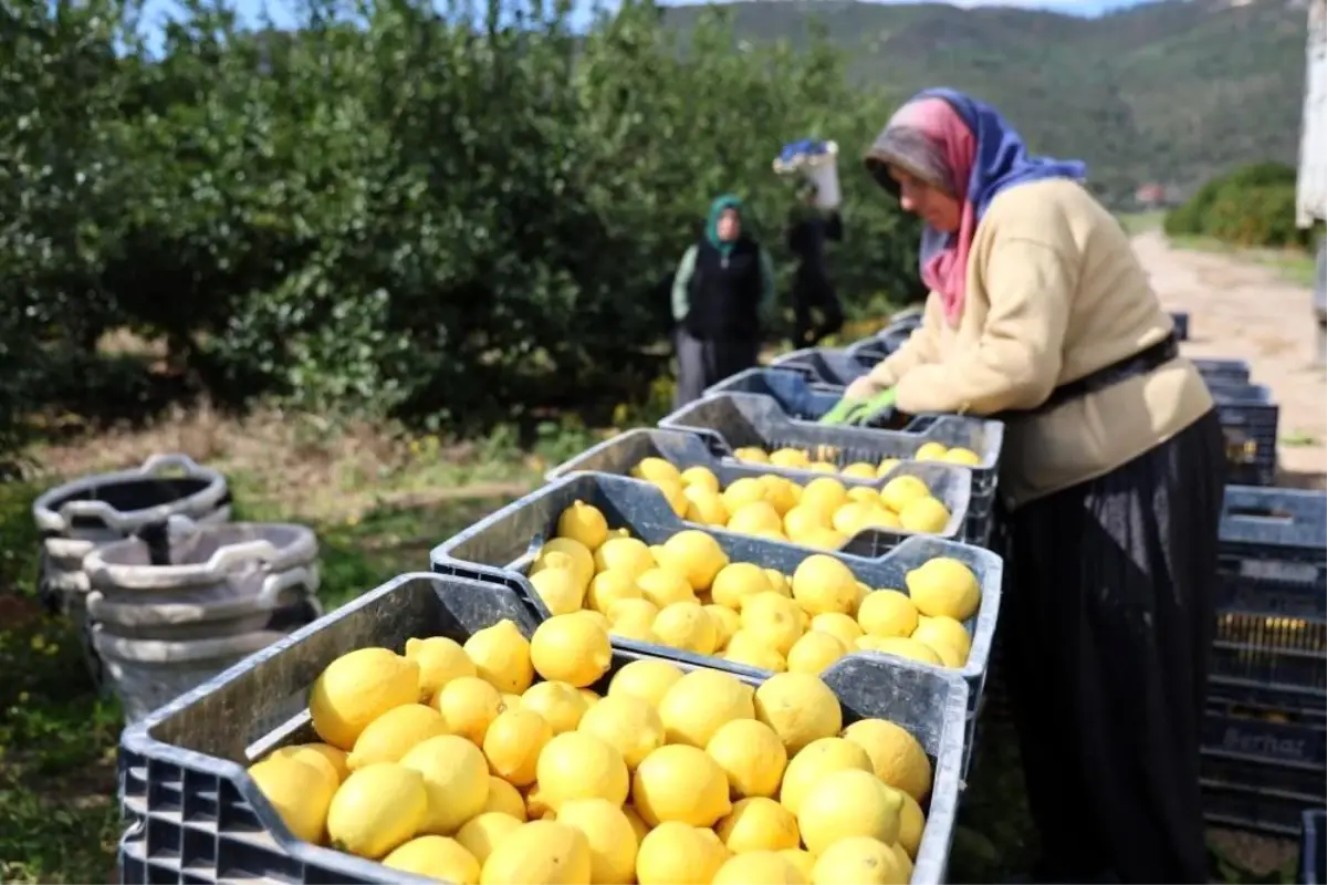 Limon Fiyatları Yüzde 410 Artış Gösterdi