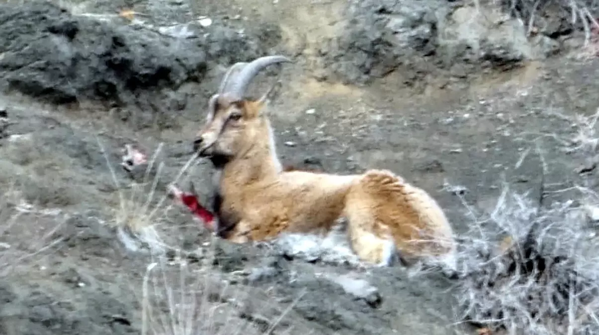 Yaralı dağ keçisini görüntüleyen aile hekimi: Tetiğe değil, deklanşöre basalım