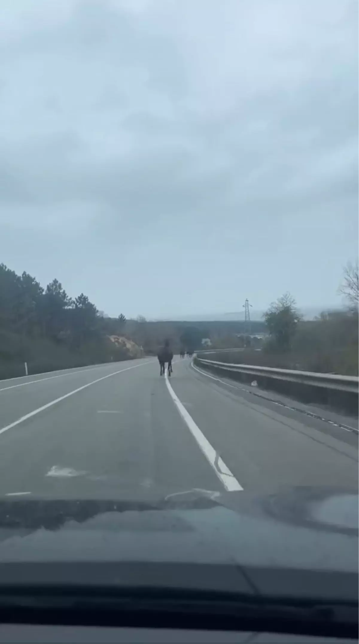 Beykoz\'da Trafik Tehlikesi: Başıboş 6 At