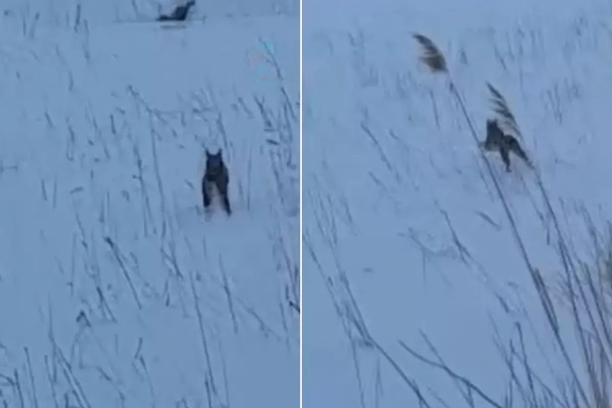 Görüntü Türkiye\'den! Köylüler şaştı kaldı: Koskoca aslan yav