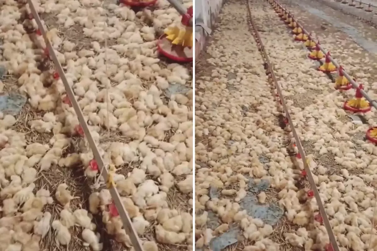 Yeni işe soyunan genç, sabah uyanınca hayatının şokunu yaşadı