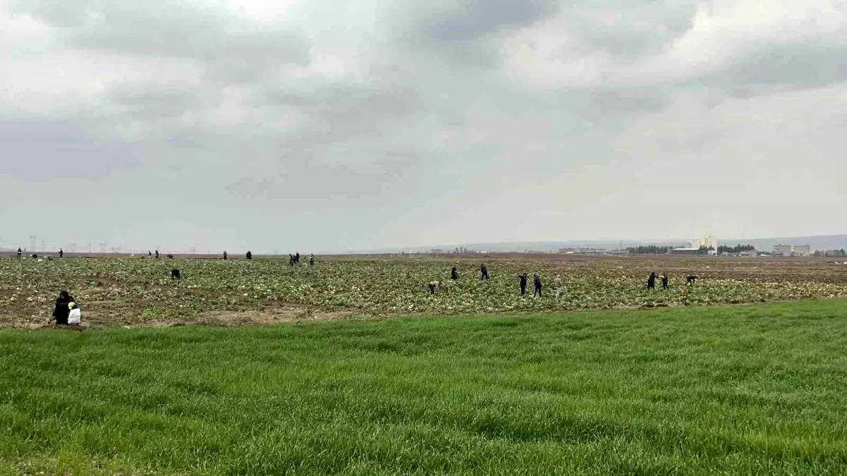 Batman\'da Lahana Dağıtımı Yoğun İlgi Gördü
