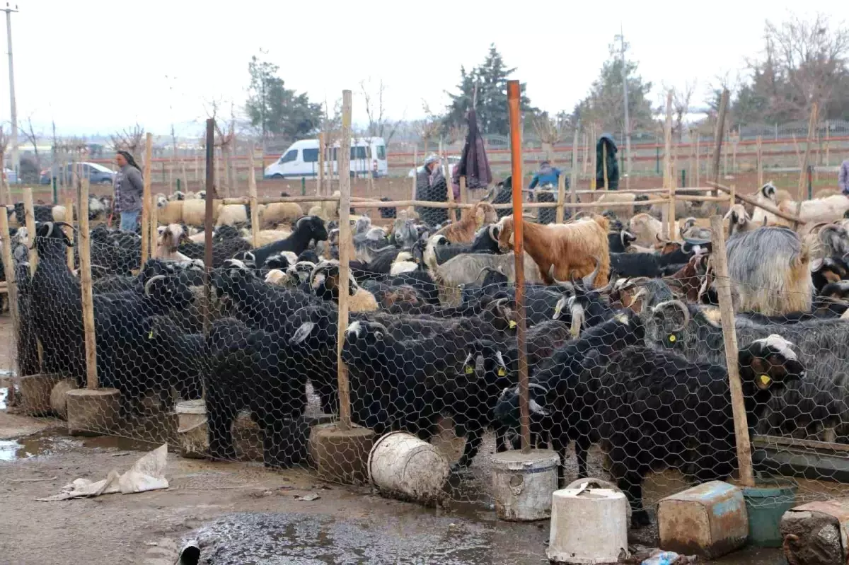 Diyarbakırlılar Et İçin Hayvan Pazarlarını Tercih Ediyor