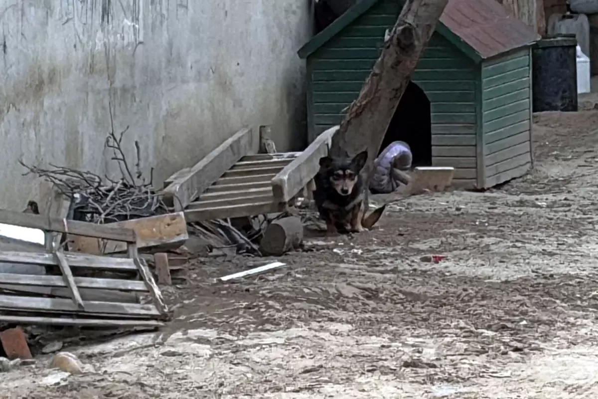 Pitbull Saldırısı: 95 Bin Lira Ceza