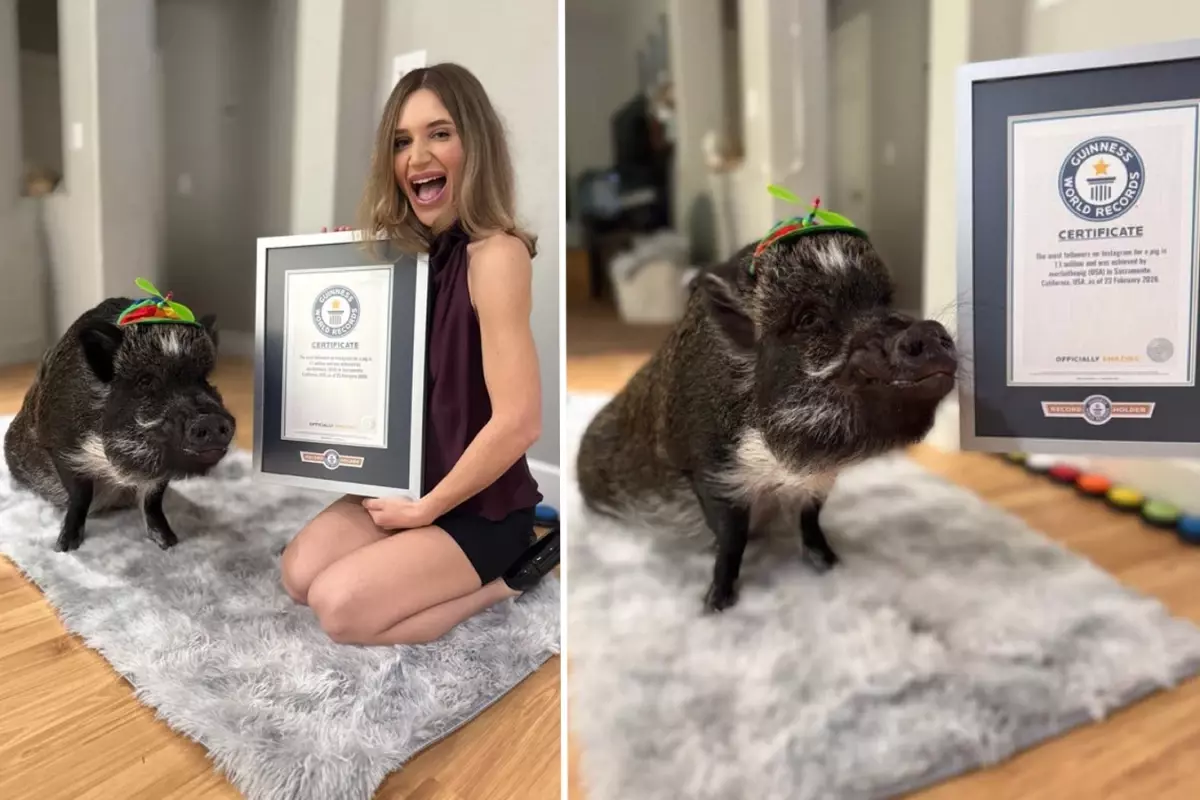 Adını dünya rekorlarına yazdıran domuz: Merlin