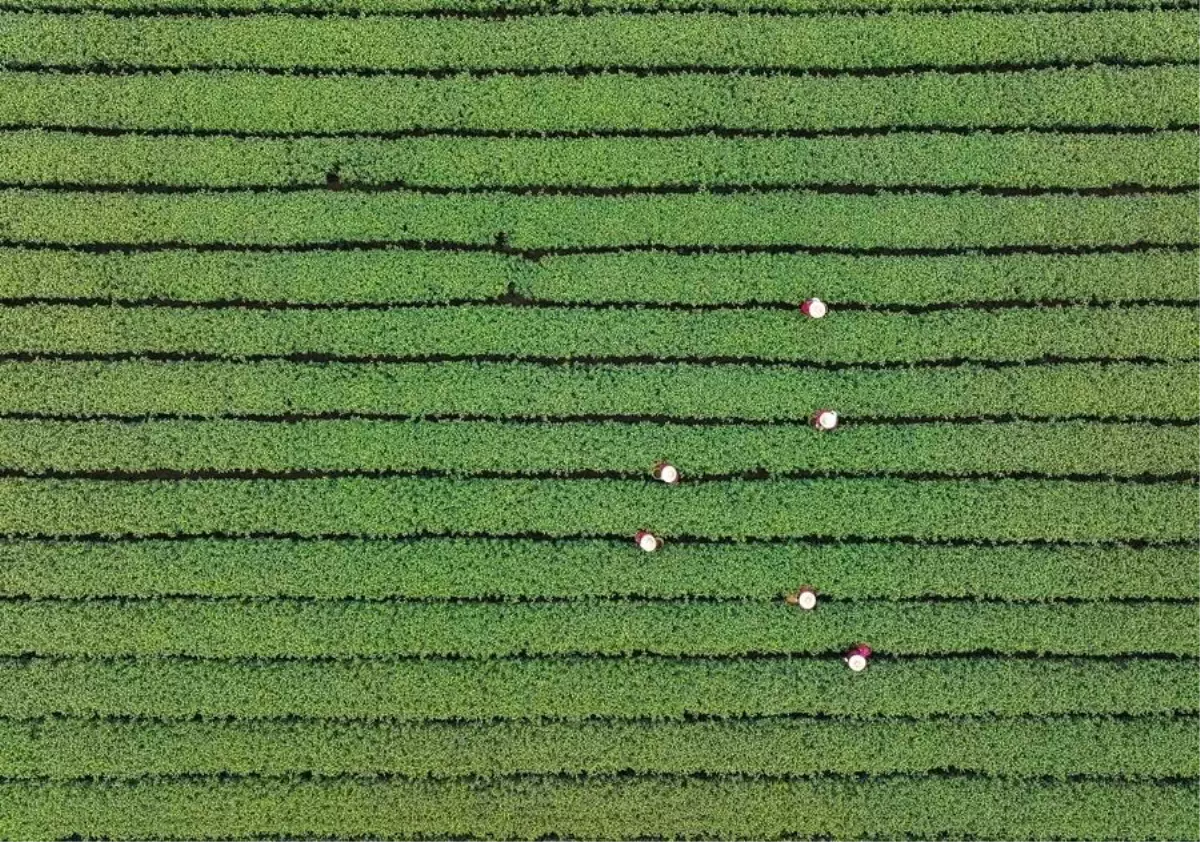 Longjing Çayı Hasadı Başladı
