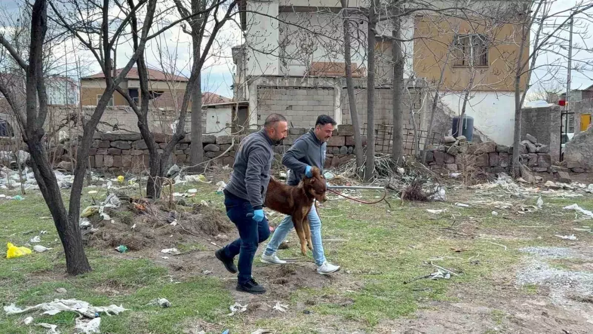 Başıboş köpeğin saldırdığı 3 yaşındaki çocuk ağır yaralandı