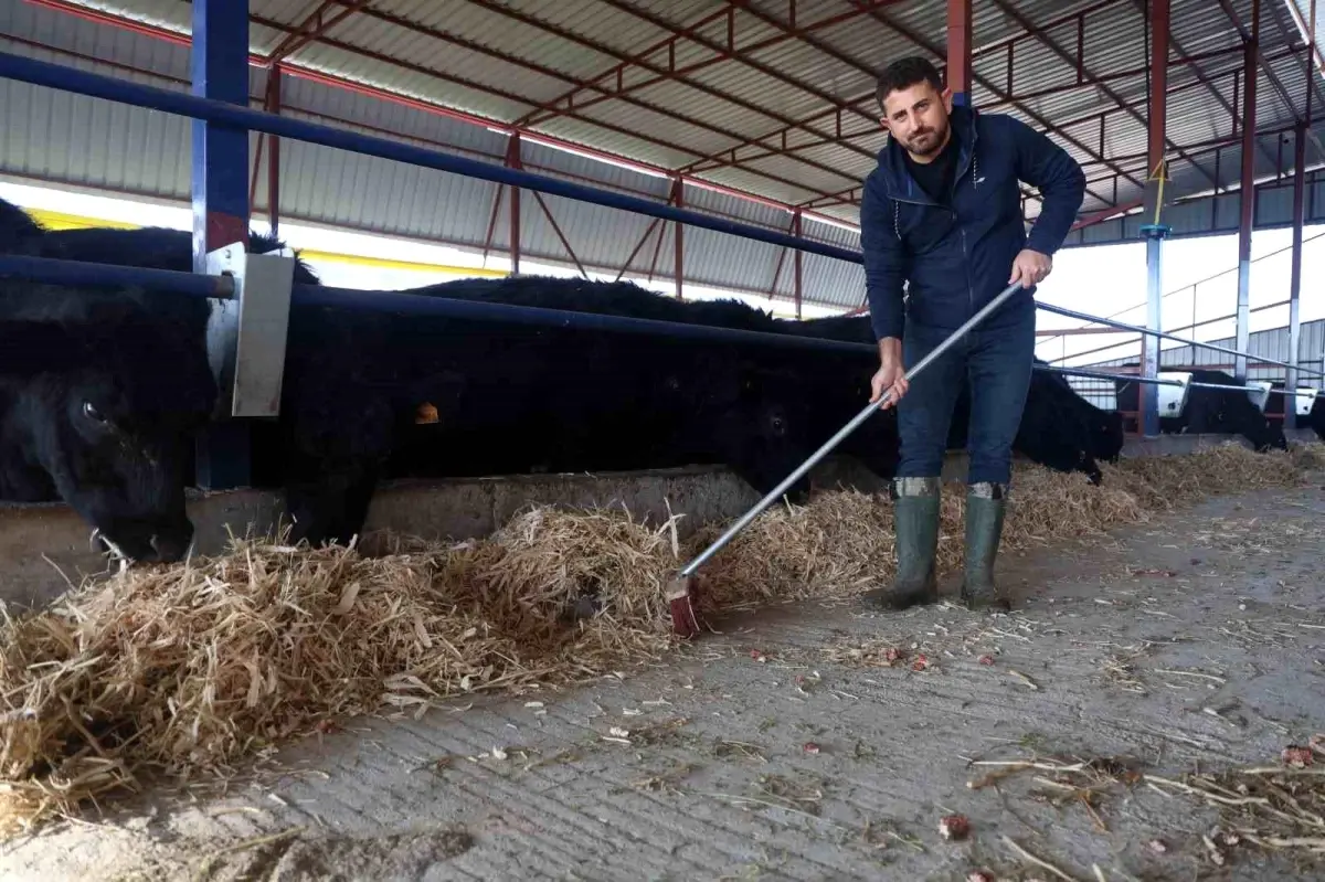 Halil Ateş, Hayvancılıkla Yeniden Doğuyor