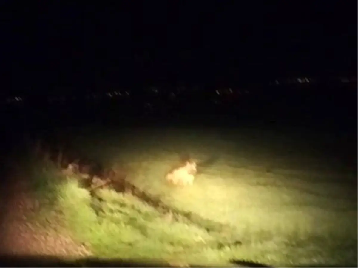 Besni\'de Çizgili Sırtlan Görüntülendi