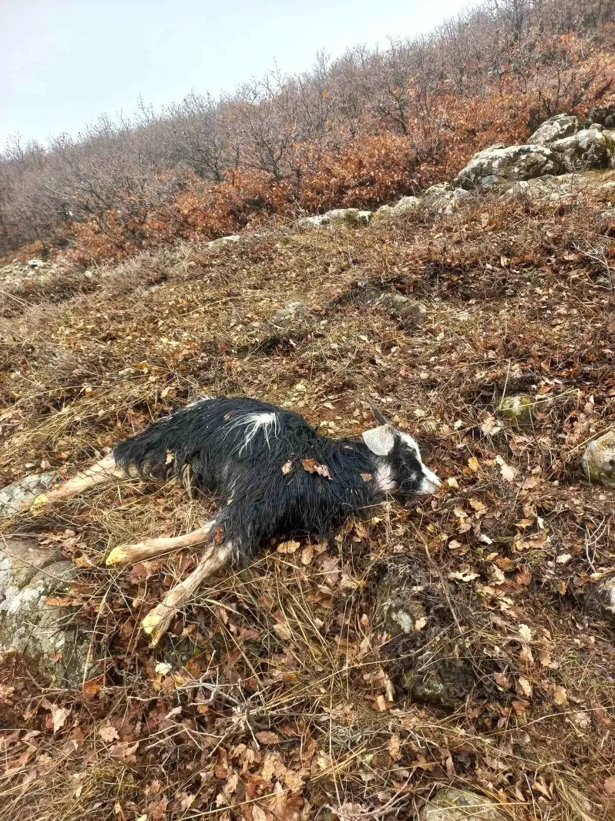 Kurtlar Tunceli\'de 5 Hayvanı Telef Etti