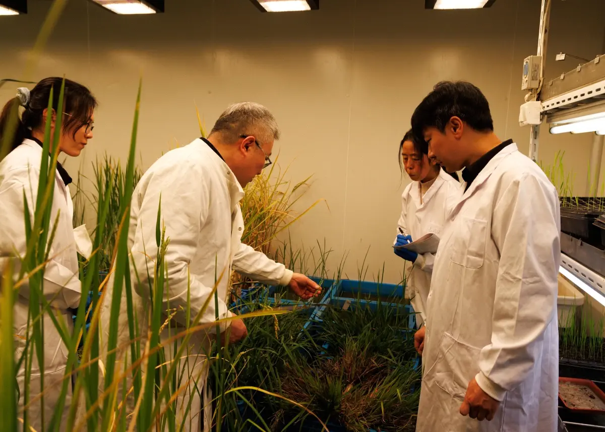 Çin\'den Çok Yıllık Çeltik Gelişimi