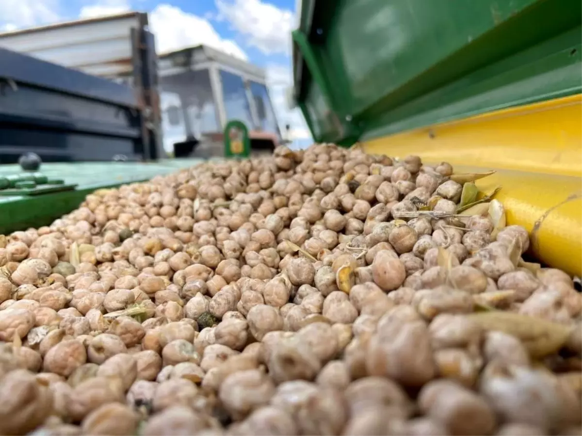 Bayburt\'ta Nohut Tohumu Desteği