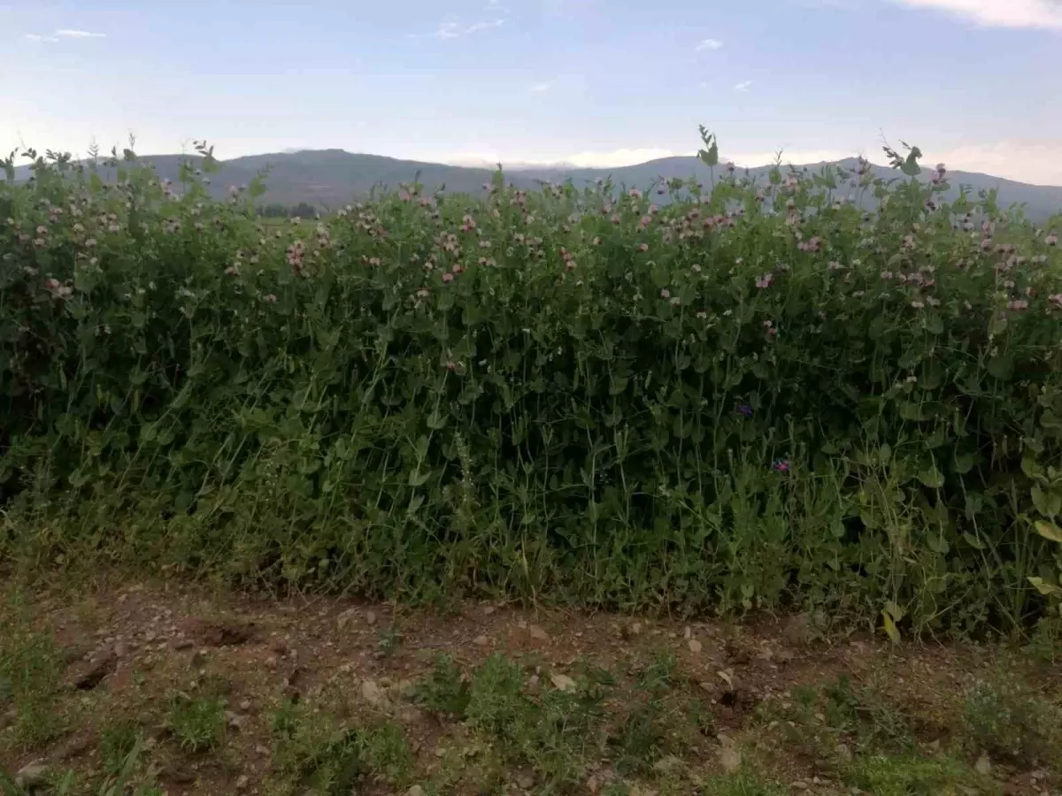 Bayburt\'ta Bezelye Tohumu Desteği