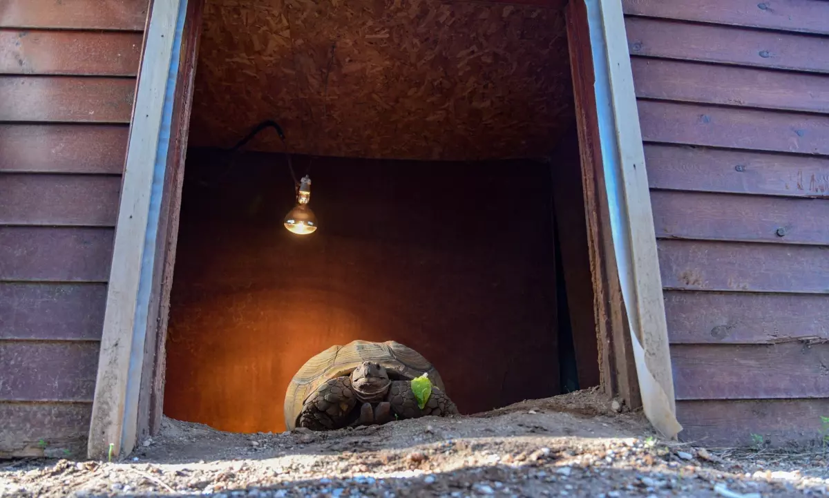 Kaplumbağa \'Sabi\'ye Arkadaş Aranıyor