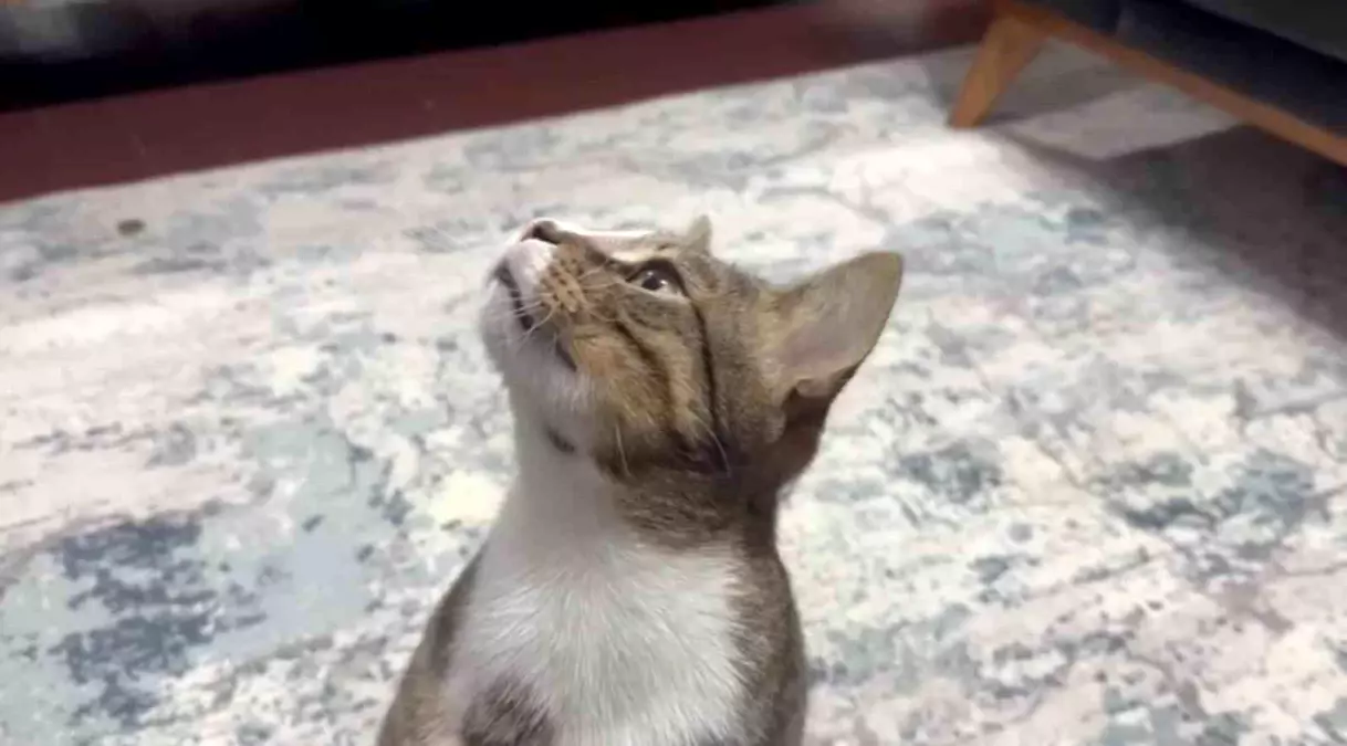 Kedinin Midesindeki Yabancı Cisim Endoskopi ile Çıkarıldı