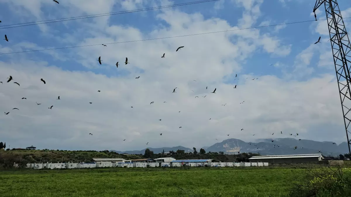 Leylekler Hatay\'da Görsel Şölen Yarattı