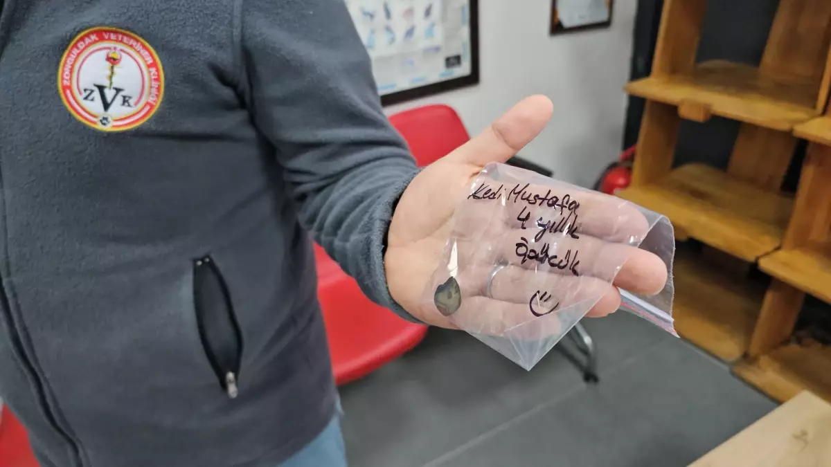 Kedinin Midesinden Vantuz Çıkarıldı