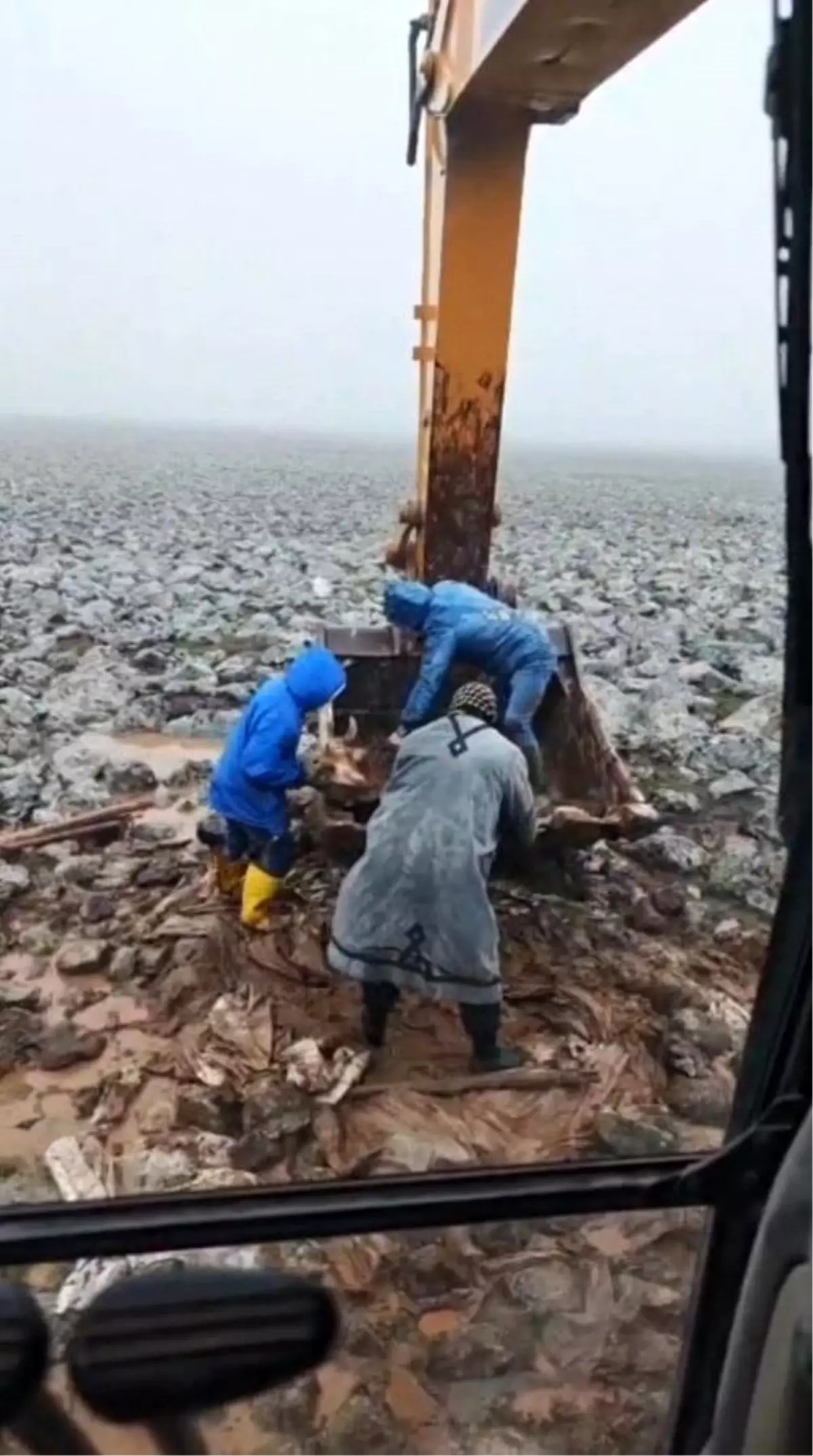 Şanlıurfa\'da çamura saplanan inek kepçe yardımıyla kurtarıldı