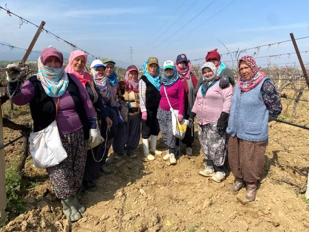 Alaşehir\'de Üzüm Bağları Yeniden Canlanıyor