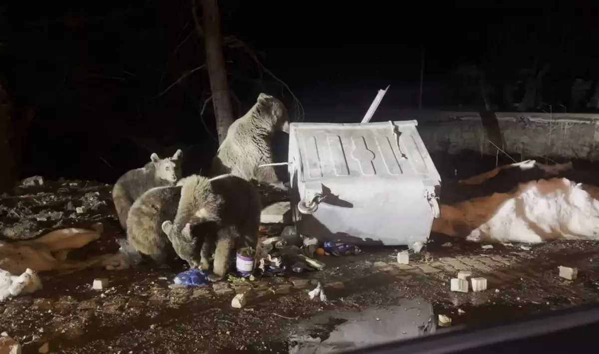 Uludağ\'da Ayılar Yiyecek Ararken Görüntülendi