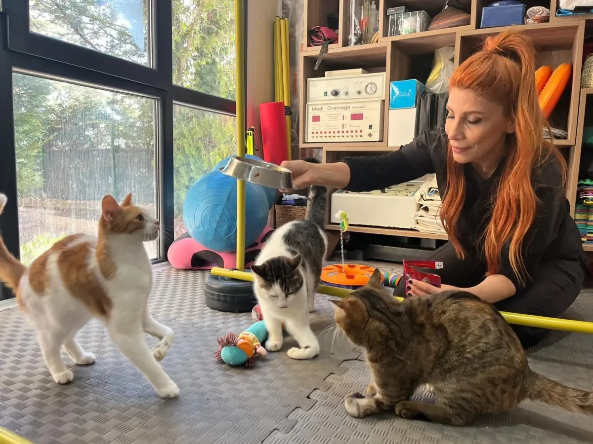 Felçli Kediler İçin Umut: Tedavi ve Sahiplendirme Süreci