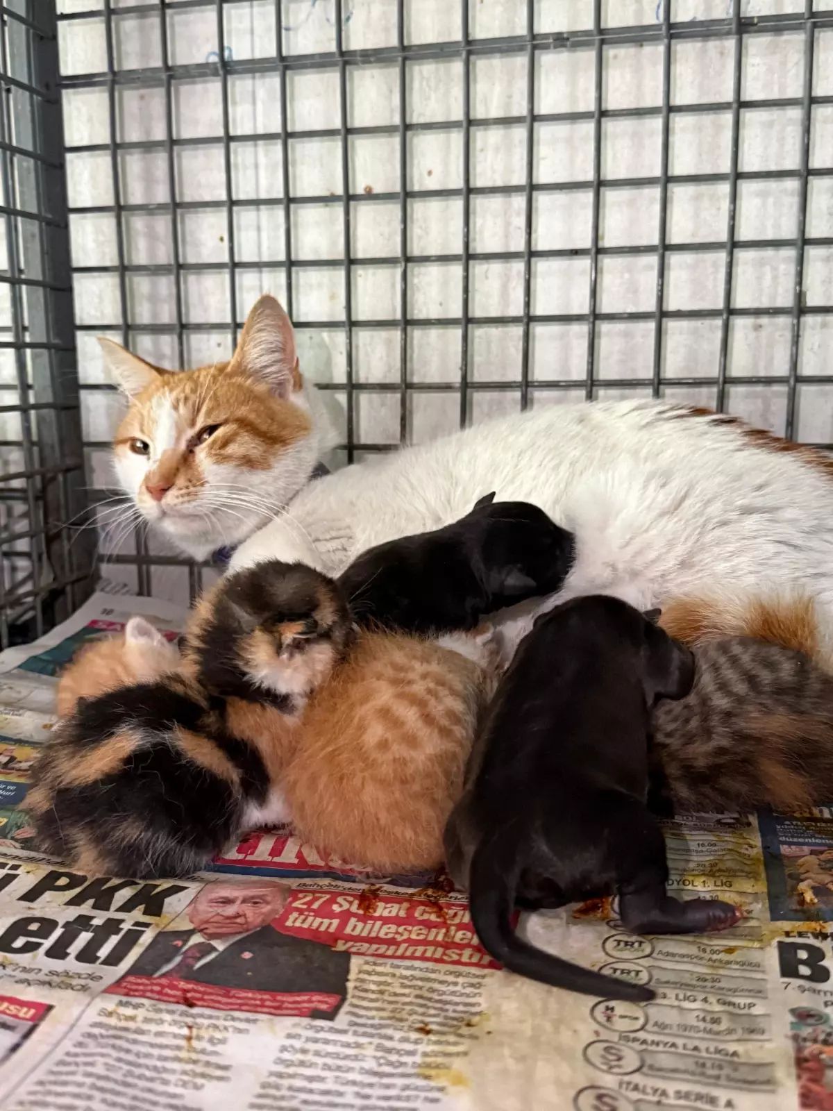 Gebe Köpek Kurtarılamadı, Yavruları Anne Kedi Sahiplendi