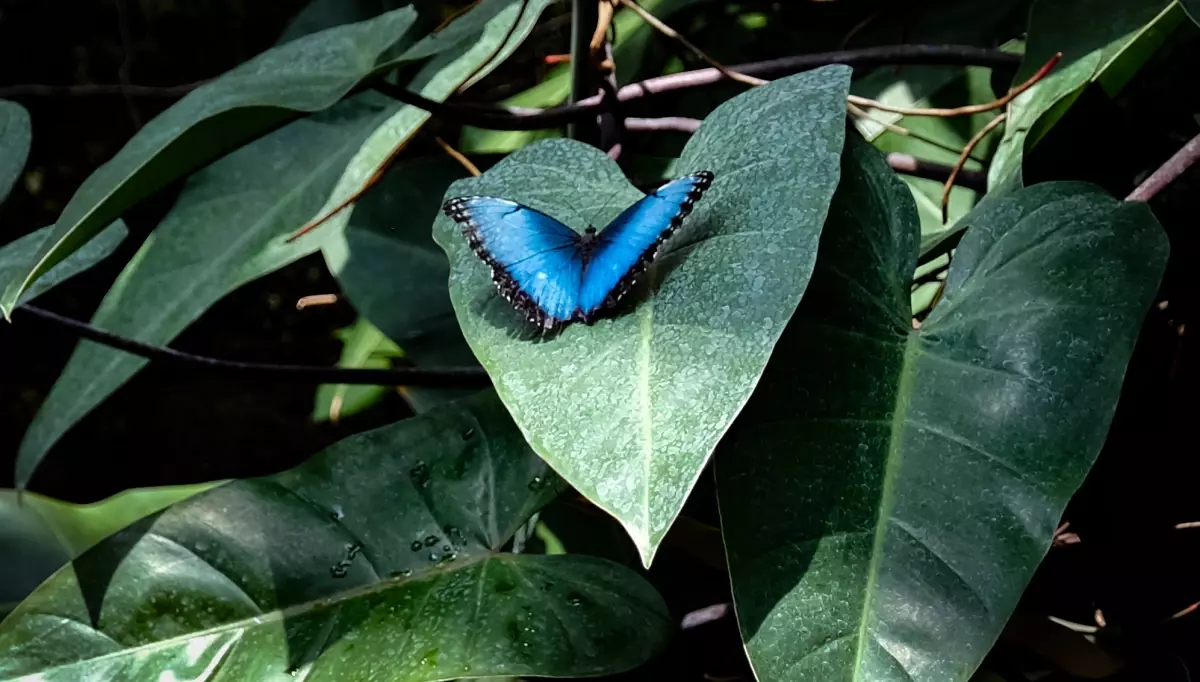 Konya\'da Kelebek Bahçesi Ziyaretçileri Ağırlıyor