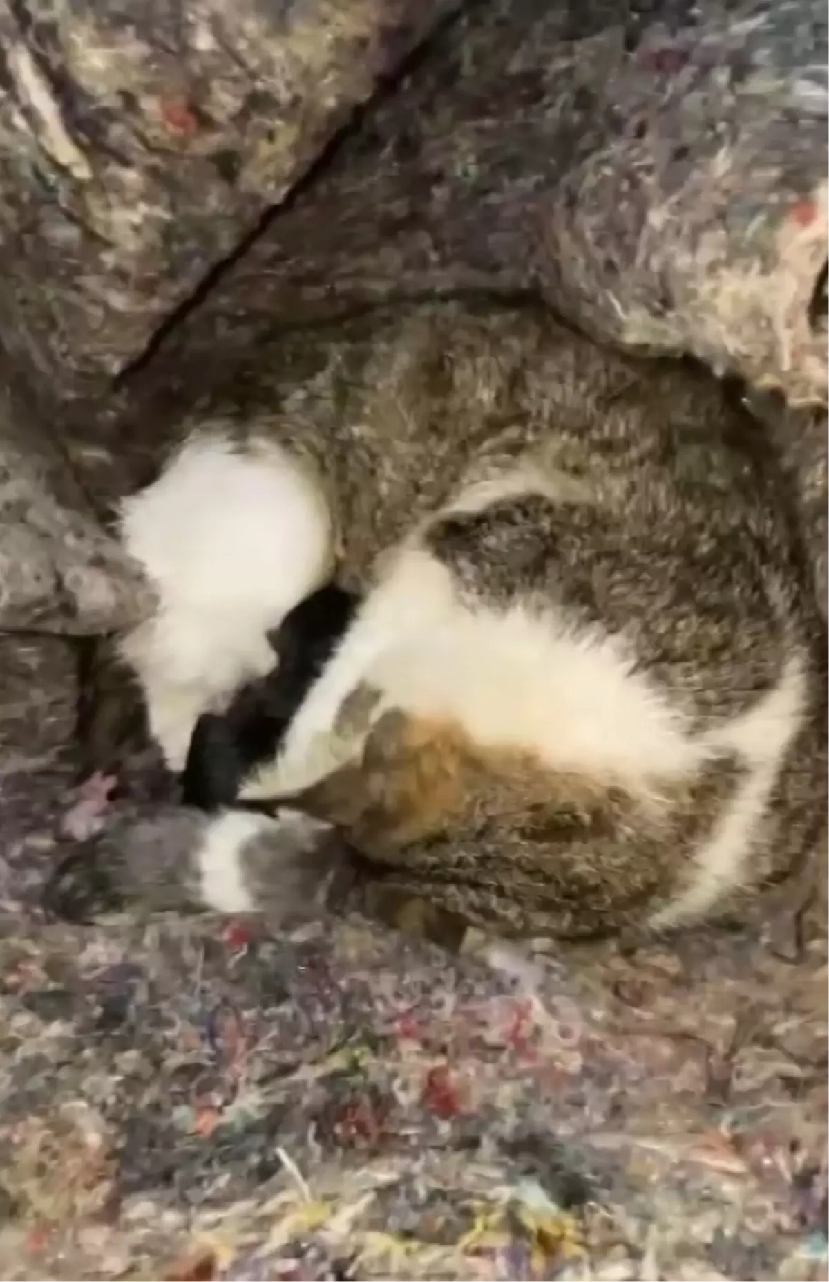 İskenderun\'da Kedi ve Yavruları Kurtarıldı