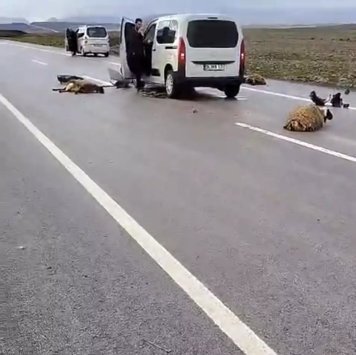 Siverek\'te Koyun Sürüsüne Araç Çarptı