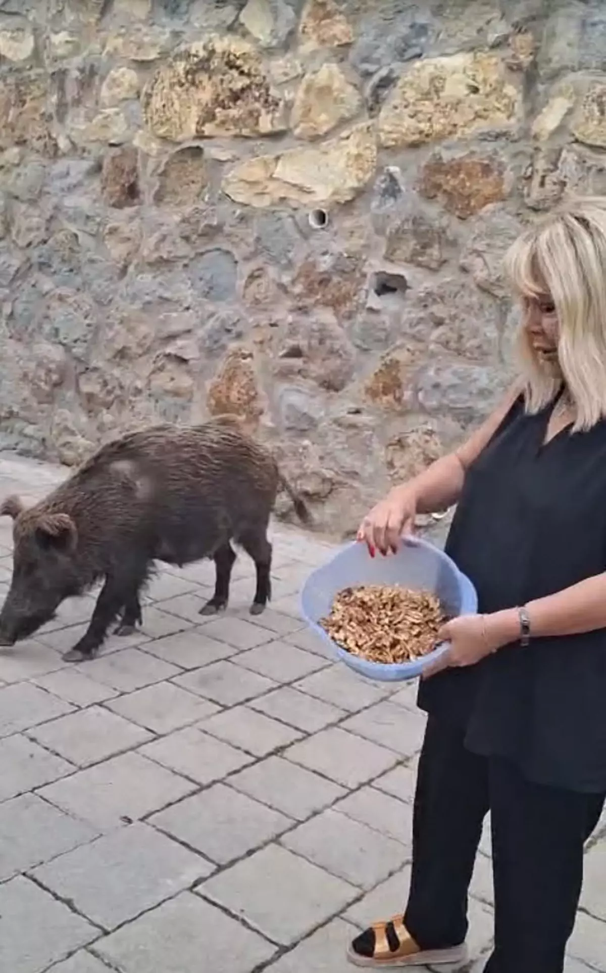 Safiye Soyman\'dan Yaban Domuzuna Yardım