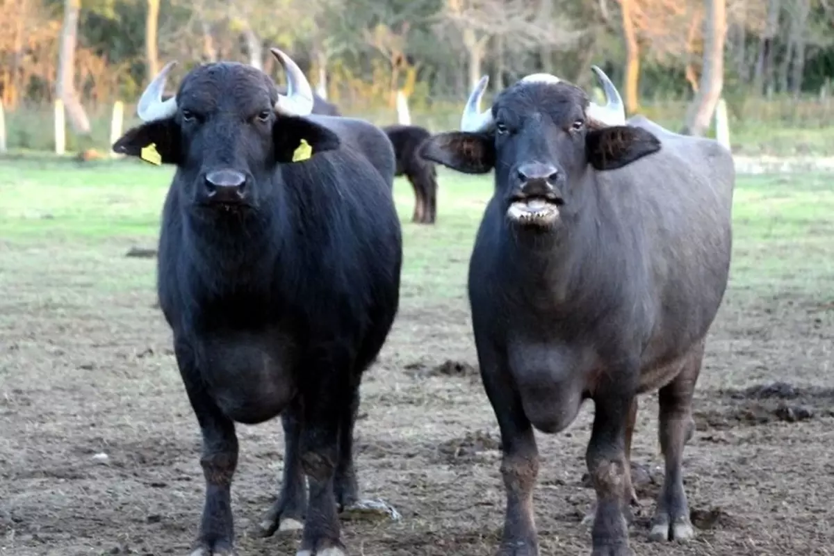 Türk çiftçilerin büyük başarısı: İki geni birleştirdiler, verimi görünce inanamadılar