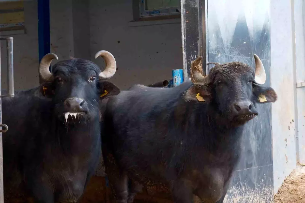 Manda Melezleme Çalışmasında Yeni Başarı