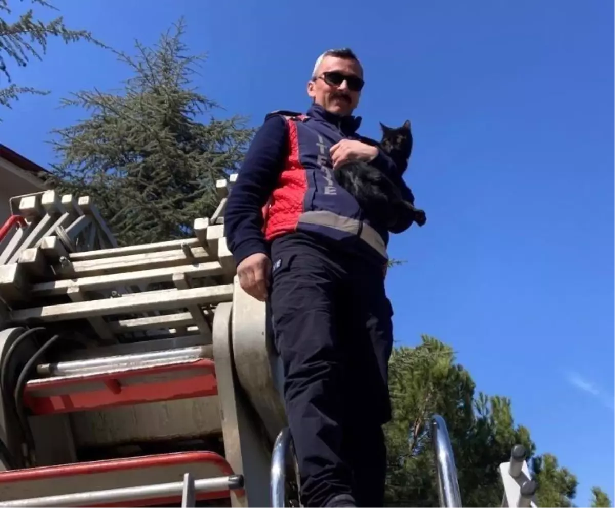 Ağaçta kalan kediyi itfaiye kurtardı