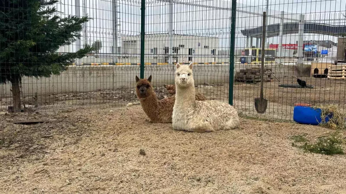 İpsala\'da Kaçak Alpaka ve Kanatlı Hayvan Ele Geçirildi