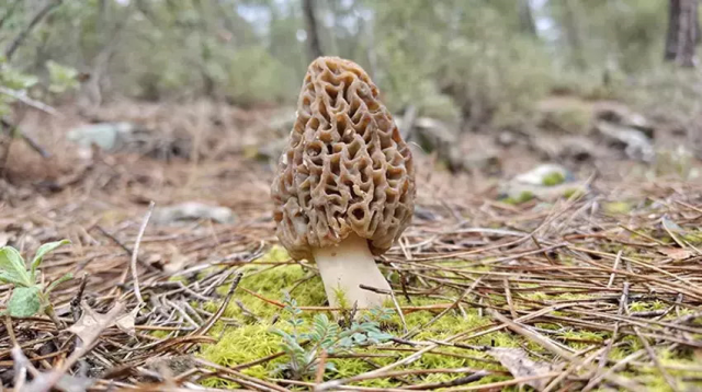 Köylüler dağ tepe onu arıyor: Altın bulmuş gibi seviniyoruz