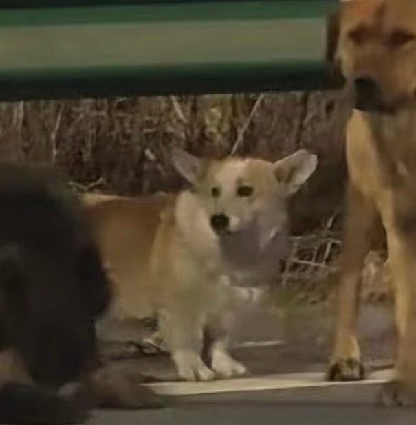 7 köpeğin kesimhaneden inanılmaz firarı: Askeri disiplinle 16 kilometre yürüdüler!'